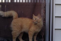 Reunited Female Cat last seen N Winnifred st, Ruston, WA 98407