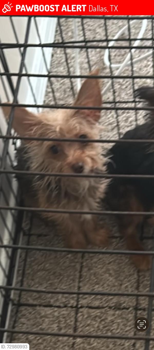 Lost Female Dog last seen Kit lane and coit, Dallas, TX 75240