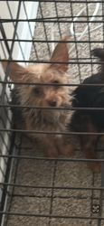 Lost Female Dog last seen Kit lane and coit, Dallas, TX 75240