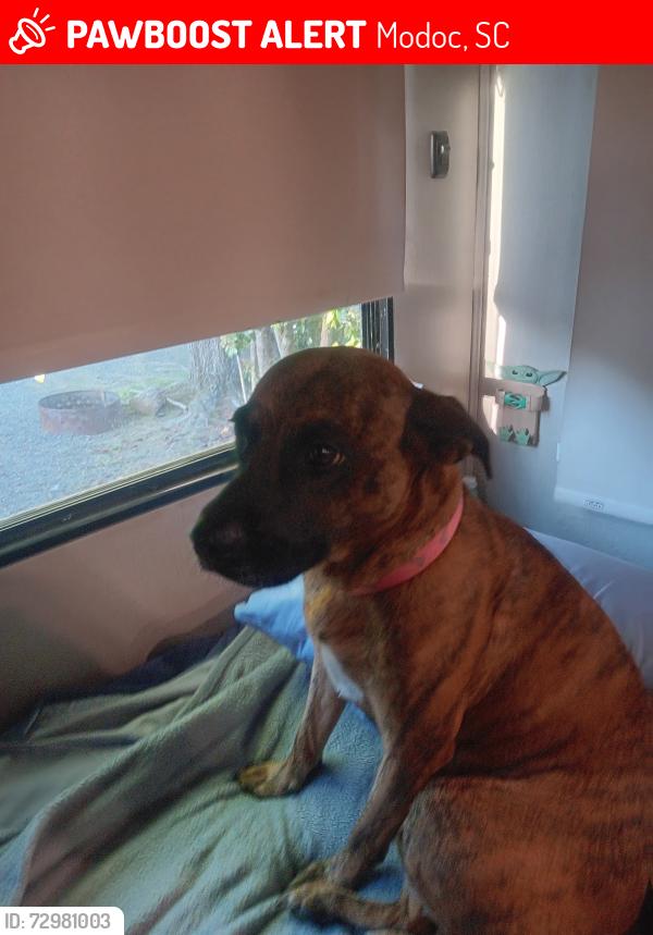 Lost Female Dog last seen Post Office right past Modoc Sc, Modoc, SC 29838