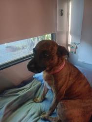 Lost Female Dog last seen Post Office right past Modoc Sc, Modoc, SC 29838
