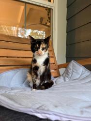 Found/Stray Female Cat last seen W Old Phillips Rd, Pinnacle, NC 27043