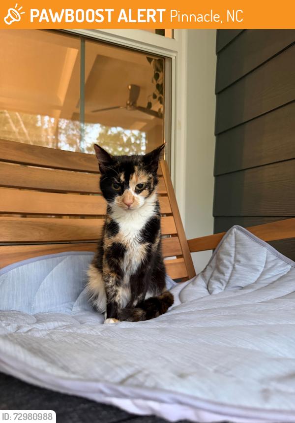 Found/Stray Female Cat last seen W Old Phillips Rd, Pinnacle, NC 27043