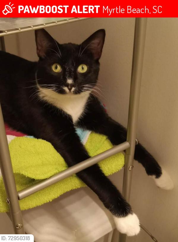 Lost Male Cat last seen Greens boulevard, Myrtle Beach, SC 29577
