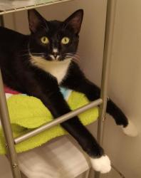 Lost Male Cat last seen Greens boulevard, Myrtle Beach, SC 29577
