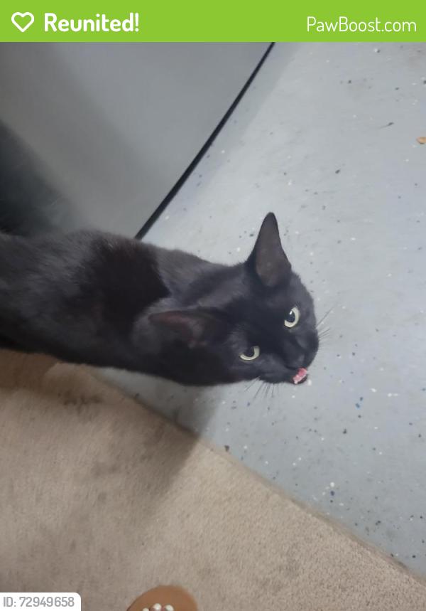 Reunited Female Cat last seen Winding Oak Way, Clayton, NC 27520