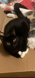 Lost Female Cat last seen 2nd street, main street , gas station, car wash, Clarksville, OH 45113