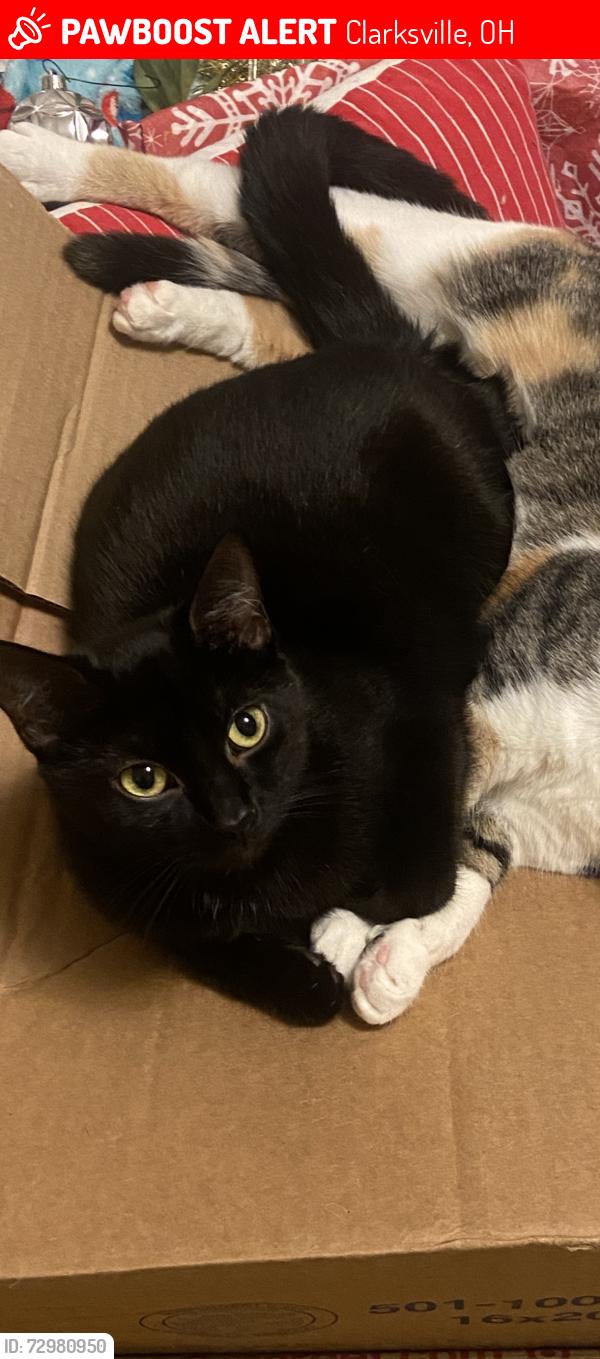 Lost Female Cat last seen 2nd street, main street , gas station, car wash, Clarksville, OH 45113