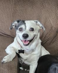 Reunited Female Dog last seen 82nd and Stonewood, Oklahoma City, OK 73135
