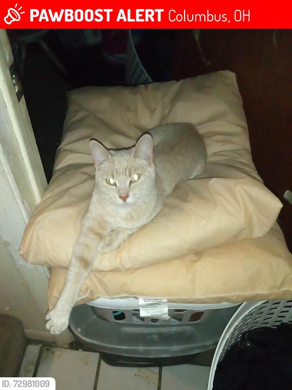 Lost Female Cat last seen Wilson and Fisher or Hague and Fisher, Columbus, OH 43204