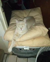 Lost Female Cat last seen Wilson and Fisher or Hague and Fisher, Columbus, OH 43204