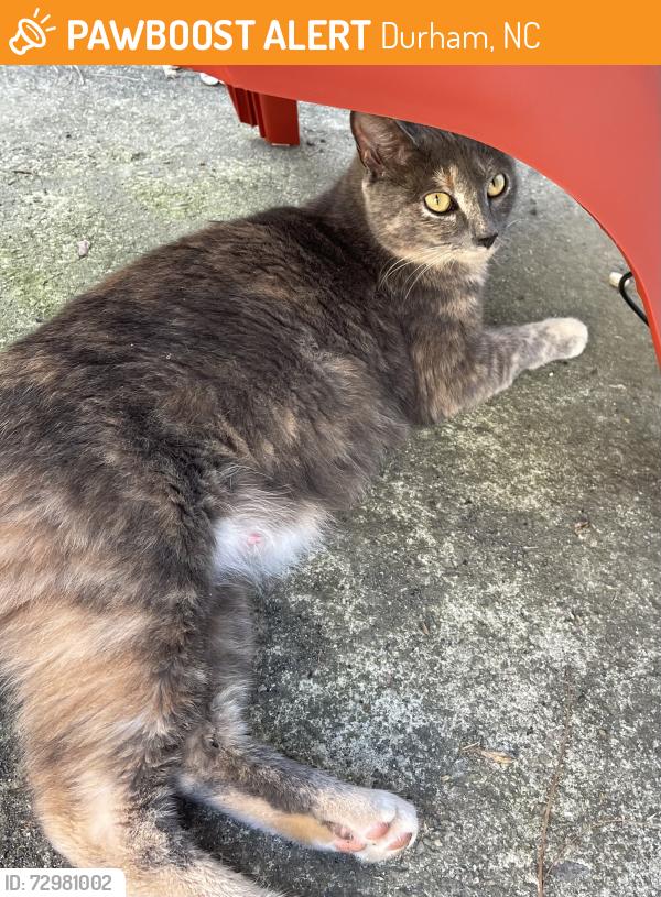 Found/Stray Female Cat last seen Penrith & Odyssey Dr, Durham, NC 27713