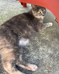Found/Stray Female Cat last seen Penrith & Odyssey Dr, Durham, NC 27713