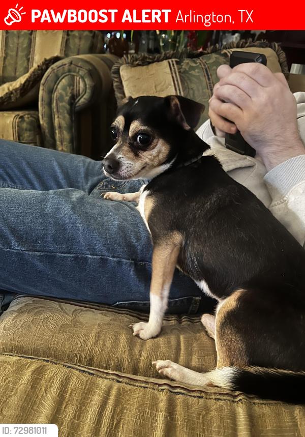 Lost Male Dog last seen Near Lamar by Hurricane Harbor, Arlington, TX 76006