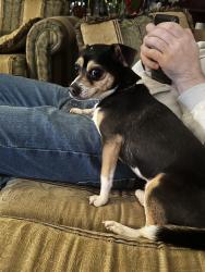 Lost Male Dog last seen Near Lamar by Hurricane Harbor, Arlington, TX 76006