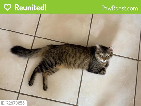 Reunited Male Cat last seen Westhimer/S Mason, S Mason Rd, TX 77450