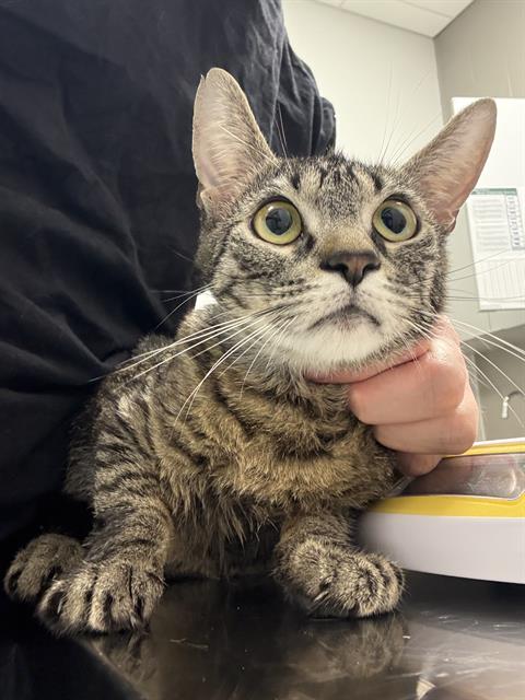 Shelter Stray Female Cat last seen Near , Indianapolis, IN 46221