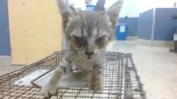 Shelter Stray Female Cat last seen Near BLOCK NW 189 TER, 3599 NW 79th Ave, Doral, FL 33122, USA