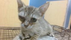 Shelter Stray Female Cat last seen LAS, 3599 NW 79th Ave, Doral, FL 33122, USA