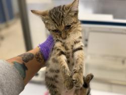 Shelter Stray Female Cat last seen Near BLOCK SW 159 ST, 3599 NW 79th Ave, Doral, FL 33122, USA