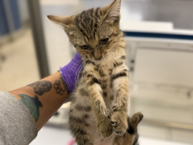 Shelter Stray Female Cat last seen Near BLOCK SW 159 ST, 3599 NW 79th Ave, Doral, FL 33122, USA