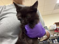 Shelter Stray Male Cat last seen Near BLOCK SW 159 ST, 3599 NW 79th Ave, Doral, FL 33122, USA