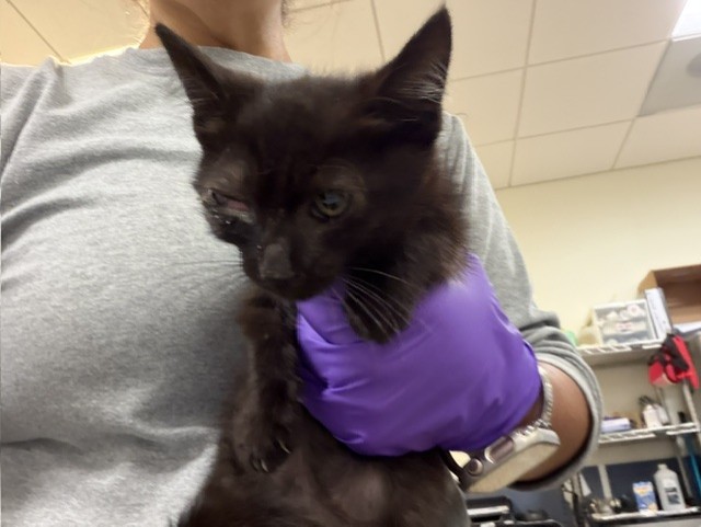 Shelter Stray Male Cat last seen Near BLOCK SW 159 ST, 3599 NW 79th Ave, Doral, FL 33122, USA