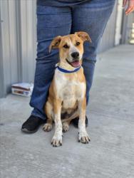 Shelter Stray Male Dog last seen W 17TH ST X N G ST, 333 Chandler Pl, San Bernardino, CA 92408, USA