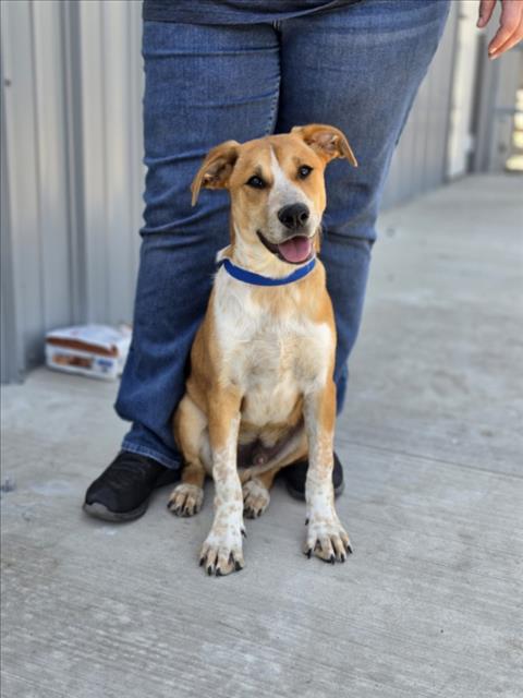 Shelter Stray Male Dog last seen W 17TH ST X N G ST, 333 Chandler Pl, San Bernardino, CA 92408, USA