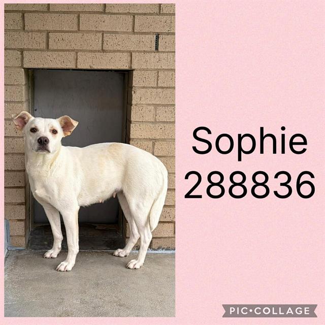 Shelter Stray Female Dog last seen STONE EDGE RD, Macon, GA 31216