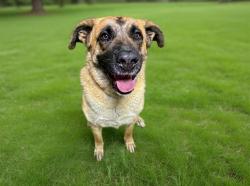 Shelter Stray Female Dog last seen , 38550 Sierra Hwy, Palmdale, CA 93550, USA
