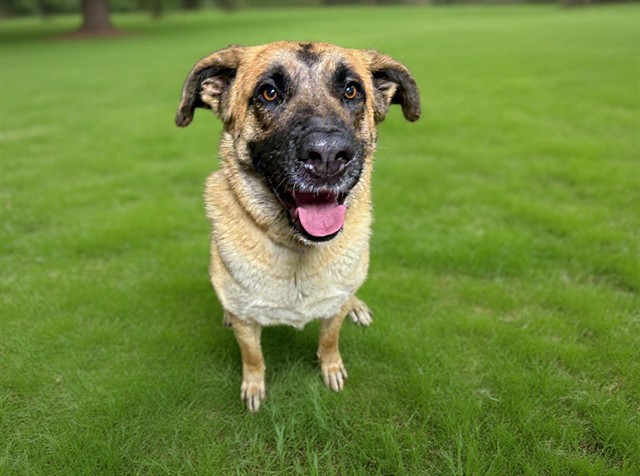 Shelter Stray Female Dog last seen , 38550 Sierra Hwy, Palmdale, CA 93550, USA