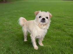 Shelter Stray Male Dog last seen , 38550 Sierra Hwy, Palmdale, CA 93550, USA