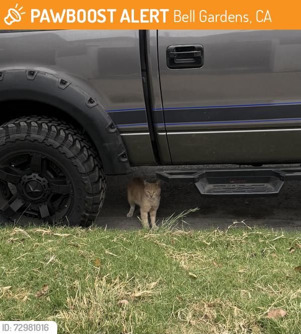 Found/Stray Unknown Cat last seen Garfield Ave and Quinn , Bell Gardens, CA 90201