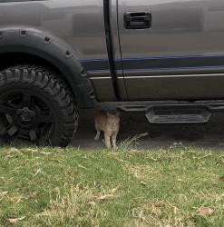 Found/Stray Unknown Cat last seen Garfield Ave and Quinn , Bell Gardens, CA 90201