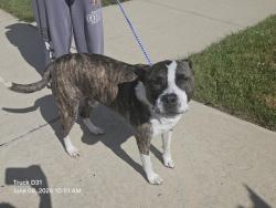 Shelter Stray Male Dog last seen Near BLOCK MEMORIAL AVE, DETROIT MI 48228, 7401 Chrysler Dr, Detroit, MI 48211, USA