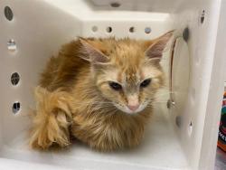 Shelter Stray Female Cat last seen Near BLOCK S 60TH ST, 3839 W Burnham St, West Milwaukee, WI 53215, USA