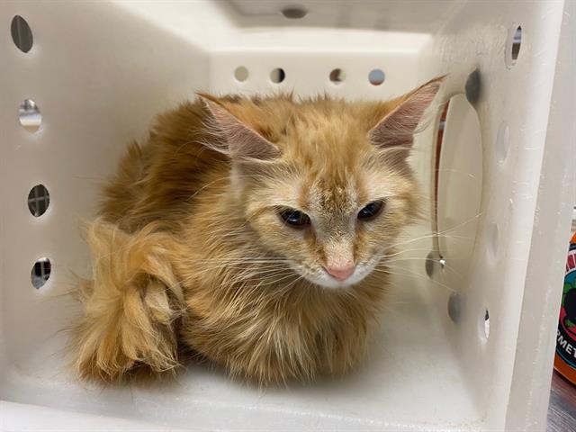 Shelter Stray Female Cat last seen Near BLOCK S 60TH ST, 3839 W Burnham St, West Milwaukee, WI 53215, USA