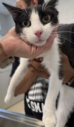 Shelter Stray Female Cat last seen BURLINGTON AC, 221 Stone Quarry Rd, Burlington, NC 27217, USA
