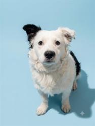 Shelter Stray Male Dog last seen HAVERFORD, 2020 Forest St, Jacksonville, FL 32204, USA