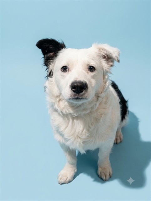 Shelter Stray Male Dog last seen HAVERFORD, 2020 Forest St, Jacksonville, FL 32204, USA