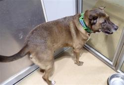 Shelter Stray Male Dog last seen ST PETERS, 4850 Mid Rivers Mall Dr, St Peters, MO 63376, USA