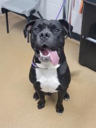 Shelter Stray Male Dog last seen OFALLON, 4850 Mid Rivers Mall Dr, St Peters, MO 63376, USA