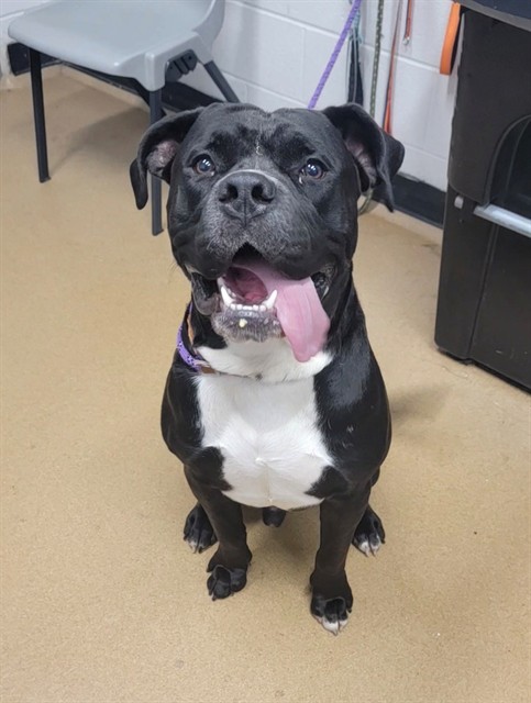 Shelter Stray Male Dog last seen OFALLON, 4850 Mid Rivers Mall Dr, St Peters, MO 63376, USA