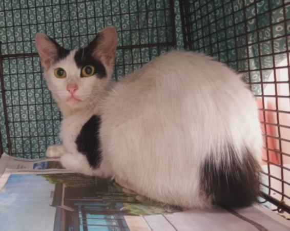 Shelter Stray Female Cat last seen , 1850 W 60th St, Los Angeles, CA 90047, USA