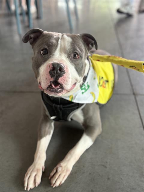 Shelter Stray Male Dog last seen CHARLOTTE, 8315 Byrum Dr, Charlotte, NC 28217, USA