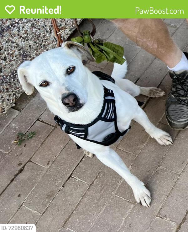Reunited Male Dog last seen Cherry Valley Blvd; Singleton Road, Calimesa, CA 92320