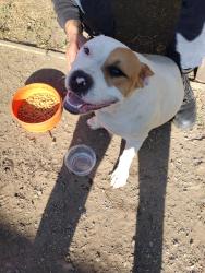 Reunited Female Dog last seen Houston and demaree Walmart , Tulare County, CA 93291