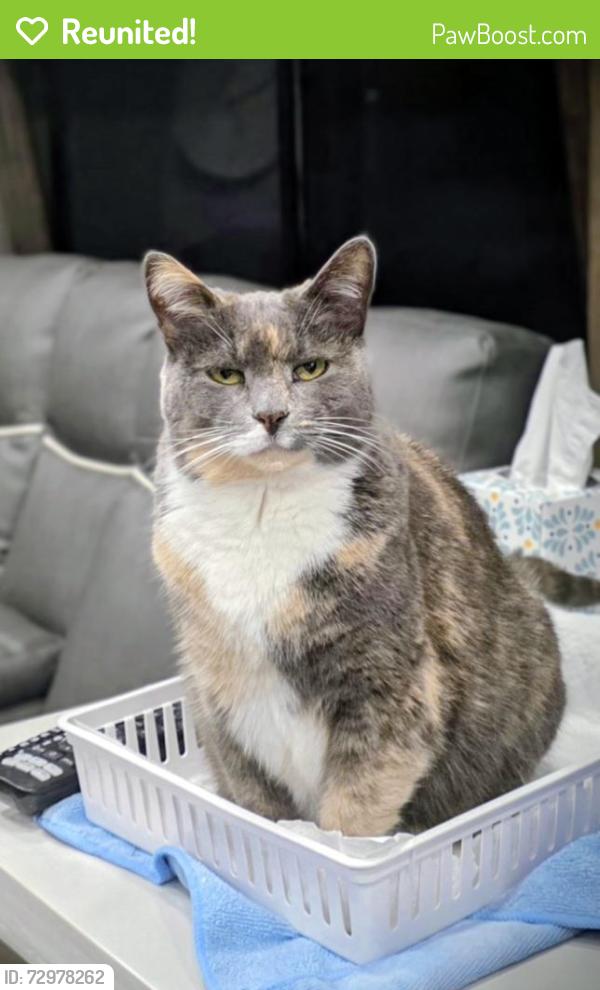 Reunited Female Cat last seen Village Green Lane, Macon, GA 31206