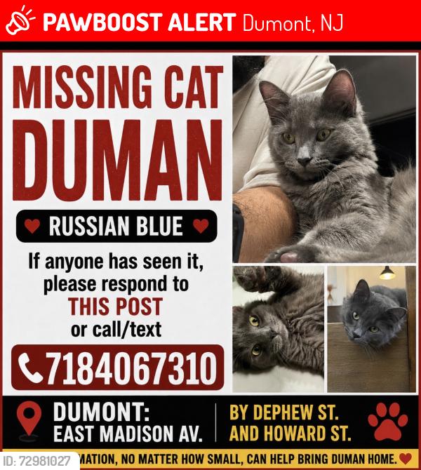 Lost Male Cat last seen Depends east Madison avenu, Dumont, NJ 07628